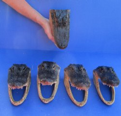 5 pc lot of 7 inch Alligator Heads, available for sale $53/lot