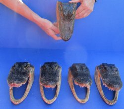 5 pc lot of 7 inch Alligator Heads, available for sale $53/lot