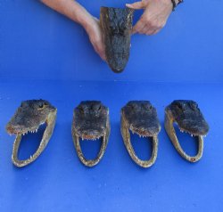 5 pc lot of 7 inch Alligator Heads, available for sale $53/lot