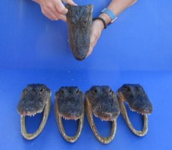5 pc lot of 7 inch Alligator Heads, available for sale $53/lot