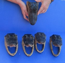 5 pc lot of 7 inch Alligator Heads, available for sale $53/lot