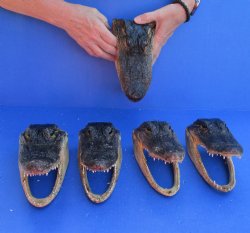 5 pc lot of 7 inch Alligator Heads, available for sale $53/lot