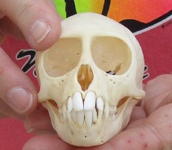 Buy Now B-Grade 3-1/2" Female African Vervet Monkey Skull - $80 (CITES P-000028466)