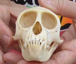 Buy Now A-Grade 3-3/4" Female African Vervet Monkey Skull - $100 (CITES P-000028466)