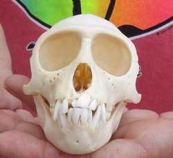 Buy Now A-Grade 3-1/2" Female African Vervet Monkey Skull - $100 (CITES P-000028466)