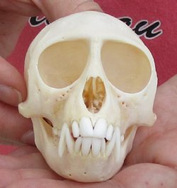 Buy Now A-Grade 3-1/2" Female African Vervet Monkey Skull - $100 (CITES P-000028466)