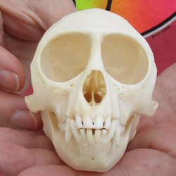 A-Grade 3-1/2" Female African Vervet Monkey Skull, available for sale - $100 (CITES P-000028466)