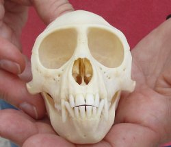 A-Grade 4" Female African Vervet Monkey Skull, available for sale - $100 (CITES P-000028466)