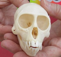 3-1/2" Female African Vervet Monkey Skull, available for sale - $100 (CITES P-000028466)