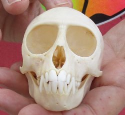 A-Grade 3-1/2" Female African Vervet Monkey Skull, available for sale - $100 (CITES P-000028466)