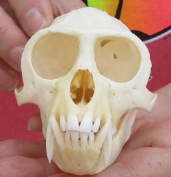 4-1/4" Male African Vervet Monkey Skull, available for sale - $125 (CITES P-000028466)
