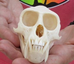 A-Grade 4-1/2" Male African Vervet Monkey Skull, available for sale - $125 (CITES P-000028466)