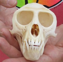A-Grade 4-1/4" Male African Vervet Monkey Skull - $125 (CITES P-000028466)