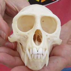 For Sale A-Grade 4" Male African Vervet Monkey Skull - $125 (CITES P-000028466)