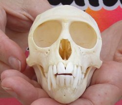 Buy Now Slight B-Grade 3-3/4" Female African Vervet Monkey Skull - $85 (CITES P-000028466)