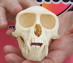 A-Grade 4-1/4" Male African Vervet Monkey Skull, available for sale - $125 (CITES P-000028466)