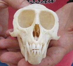 For Sale A-Grade 4" Male African Vervet Monkey Skull - $125 (CITES P-000028466)