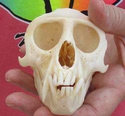 A-Grade 4-1/4" Male African Vervet Monkey Skull, available for sale - $125 (CITES P-000028466)