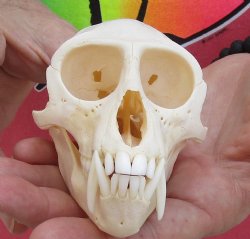 4-1/4" Male African Vervet Monkey Skull - $125 (CITES P-000028466)