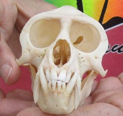 For Sale 4-1/4" Male African Vervet Monkey Skull - $125 (CITES P-000028466)