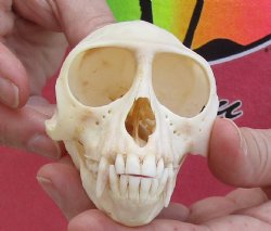 Buy Now Slight B-Grade 4" Female African Vervet Monkey Skull - $85 (CITES P-000028466)