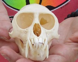 For Sale 4-1/4" Male African Vervet Monkey Skull - $125 (CITES P-000028466)