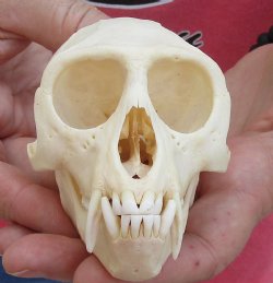 B-Grade For Sale 4" Male African Vervet Monkey Skull - $105 (CITES P-000028466)