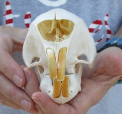 For Sale Cape Porcupine Skull measuring 5-1/2 inches long - $65