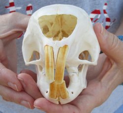 For Sale Cape Porcupine Skull measuring 5-3/4 inches long - $65