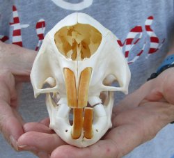 For Sale Cape Porcupine Skull measuring 5-3/4 inches long - $65