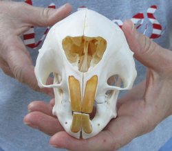 For Sale Cape Porcupine Skull measuring 5-3/4 inches long - $65