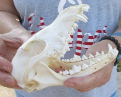  For Sale African Black-Backed Jackal Skull, 6-1/2 inches $60