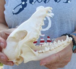  For Sale African Black-Backed Jackal Skull, 6-1/2 inches $60