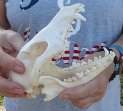  For Sale African Black-Backed Jackal Skull, 6-1/2 inches $60