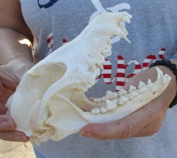  For Sale Slight B-Grade African Black-Backed Jackal Skull, 7 inches $60
