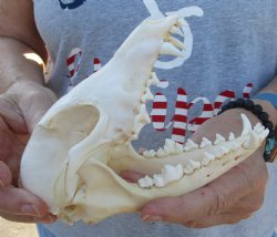  For Sale B-Grade African Black-Backed Jackal Skull, 6-1/4 inches $55