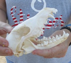  For Sale B-Grade African Black-Backed Jackal Skull 6-1/2 inches, $55