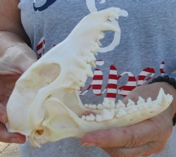  For Sale African Black-Backed Jackal Skull, 6-1/4 inches $60