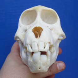 B-Grade 5-1/4" Juvenile Baboon Skull - $95 (CITES P-000028466)