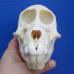 B-Grade 5-1/2" Juvenile Baboon Skull - $85 (CITES P-000028466)
