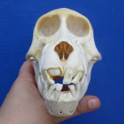 B-Grade 5-1/2" Juvenile Baboon Skull - $95 (CITES P-000028466)