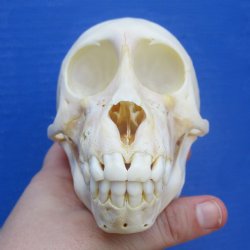 4-3/4" Juvenile Baboon Skull - $100 (CITES P-000028466)