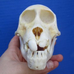 B-Grade 5-1/4" Juvenile Baboon Skull - $95 (CITES P-000028466)