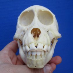 4-3/4" Juvenile Baboon Skull - $110 (CITES P-000028466)