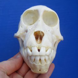 B-Grade 5" Juvenile Baboon Skull - $95 (CITES P-000028466)