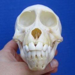 4-3/4" Juvenile Baboon Skull - $110 (CITES P-000028466)