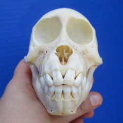 4-3/4" Juvenile Baboon Skull - $110 (CITES P-000028466)