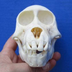 B-Grade 4-3/4" Juvenile Baboon Skull - $95 (CITES P-000028466)