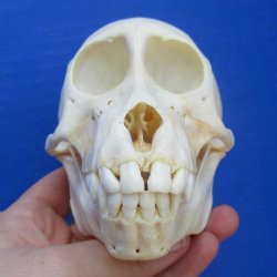 5" Juvenile Baboon Skull - $110 (CITES P-000028466)