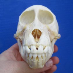 5" Juvenile Baboon Skull - $110 (CITES P-000028466)